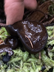 Pseudoplectania vogesiaca