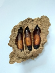 Sceliphron madraspatanum