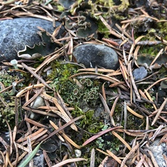 Psoroma hypnorum