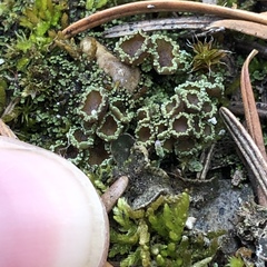 Psoroma hypnorum