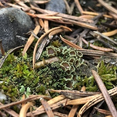 Psoroma hypnorum