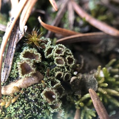Psoroma hypnorum