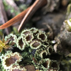 Psoroma hypnorum