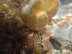 Colpomenia claytoniae