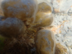 Colpomenia claytoniae