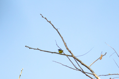 Dicaeum melanozanthum