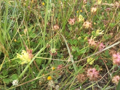 Trifolium fucatum
