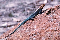 Agama kirkii
