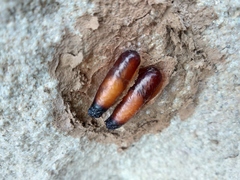 Sceliphron madraspatanum