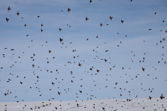Leucosticte tephrocotis littoralis
