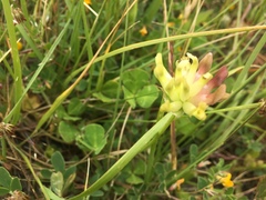 Trifolium fucatum