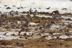 Leucosticte tephrocotis littoralis