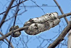 Lampronia fuscatella