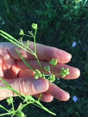 Limnosciadium pumilum