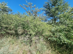 Senegalia erubescens