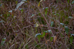 Phylloscopus maculipennis