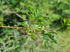 Senegalia erubescens