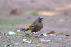 Trochalopteron melanostigma