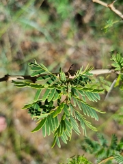 Senegalia erubescens