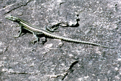 Platysaurus intermedius