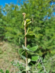 Combretum hereroense