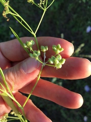 Limnosciadium pumilum