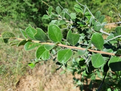 Combretum hereroense