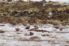 Leucosticte tephrocotis littoralis