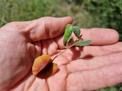 Combretum hereroense