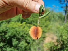 Combretum hereroense