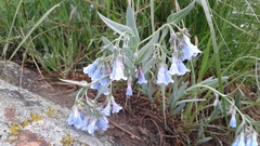 Mertensia lanceolata