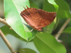 Charaxes psaphon