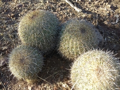 Coryphantha recurvata recurvata