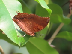 Charaxes psaphon