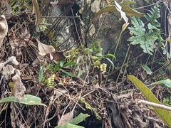 Pholidota cantonensis