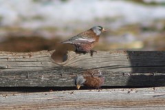Leucosticte tephrocotis littoralis