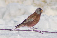 Leucosticte tephrocotis littoralis