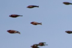 Leucosticte tephrocotis tephrocotis