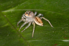 Cytaea plumbeiventris