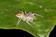 Cytaea plumbeiventris