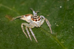 Cytaea plumbeiventris