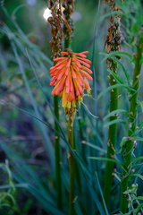 Kniphofia sarmentosa