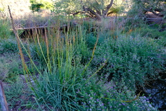 Kniphofia sarmentosa