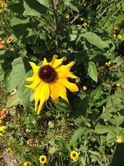 Rudbeckiinae