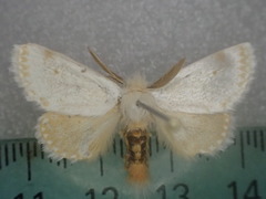 Epicoma subargentata