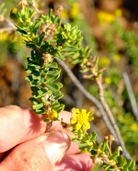 Euryops imbricatus