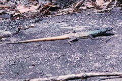 Platysaurus intermedius