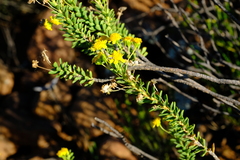 Euryops imbricatus