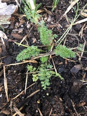 Achillea millefolium