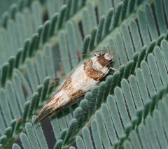 Macrobathra desmotoma